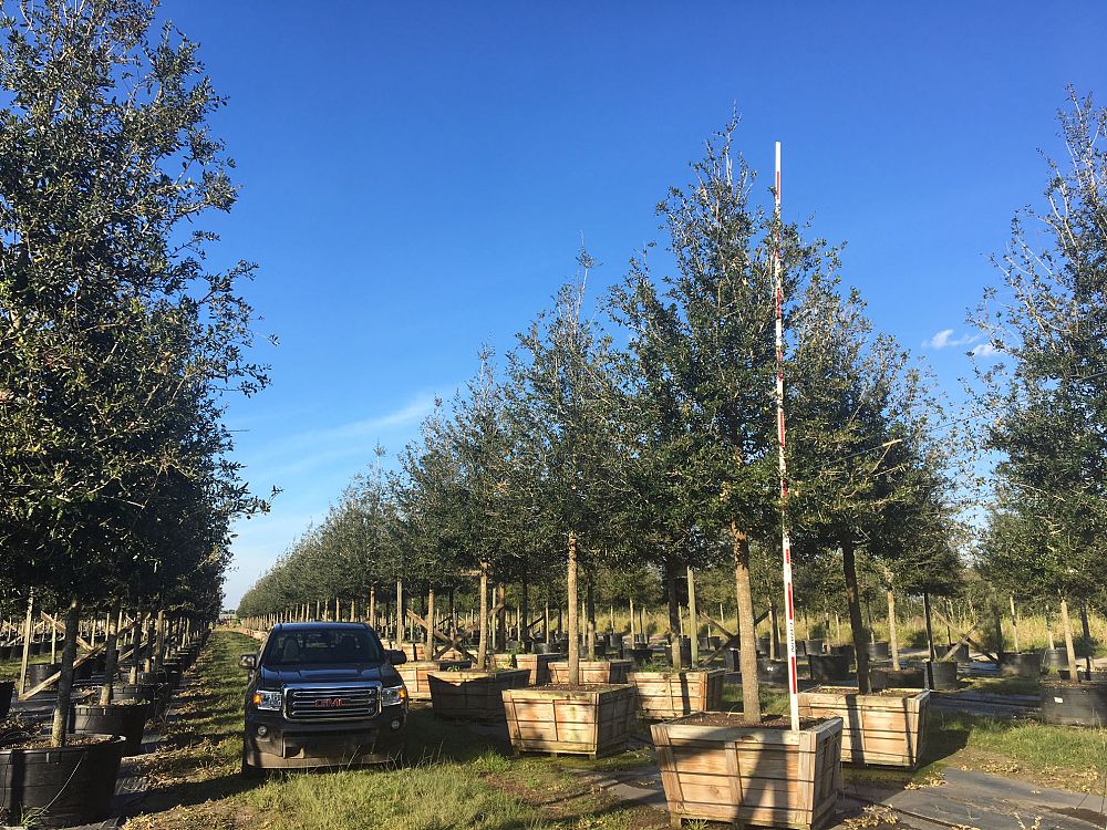 quercus-virginiana-live-oak-southern-oak-tree