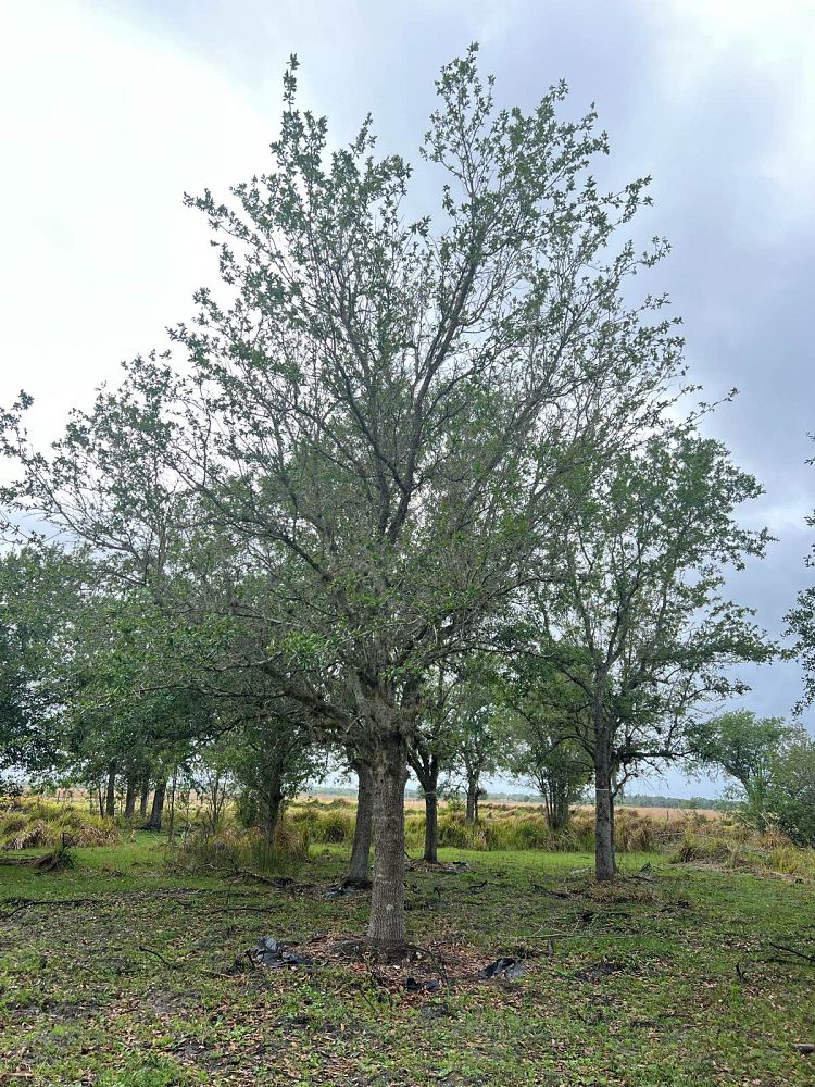 quercus-virginiana-live-oak-southern-oak-tree