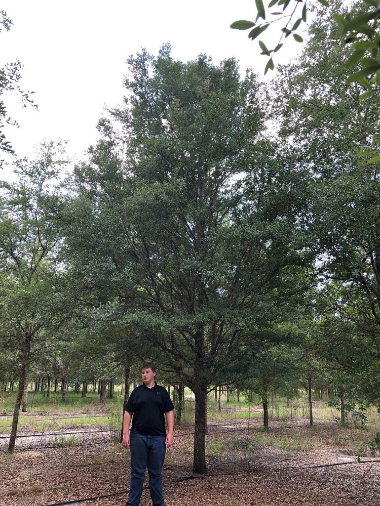 quercus-virginiana-live-oak-southern-oak-tree