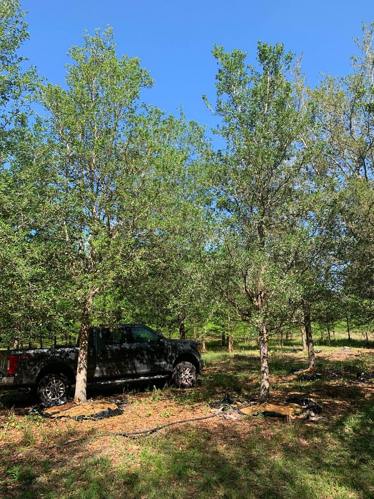 quercus-virginiana-live-oak-southern-oak-tree