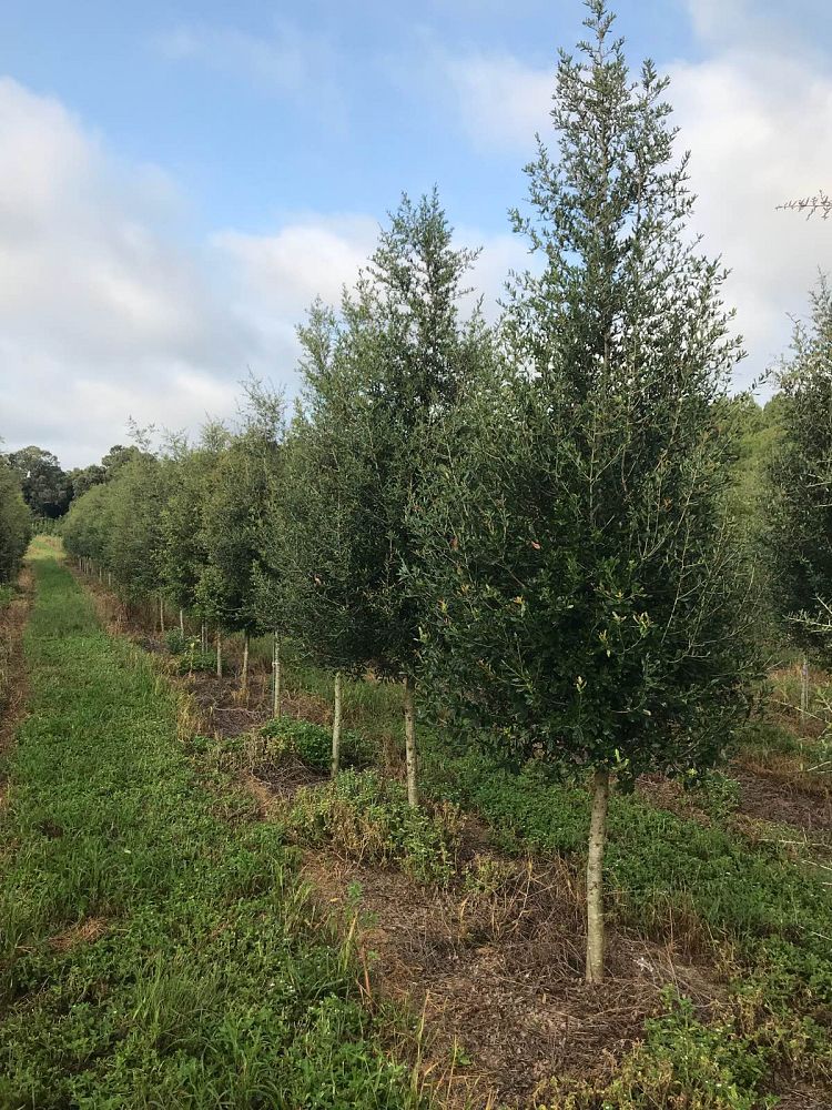 quercus-virginiana-live-oak-southern-oak-tree