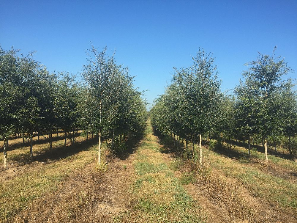 quercus-virginiana-live-oak-southern-oak-tree
