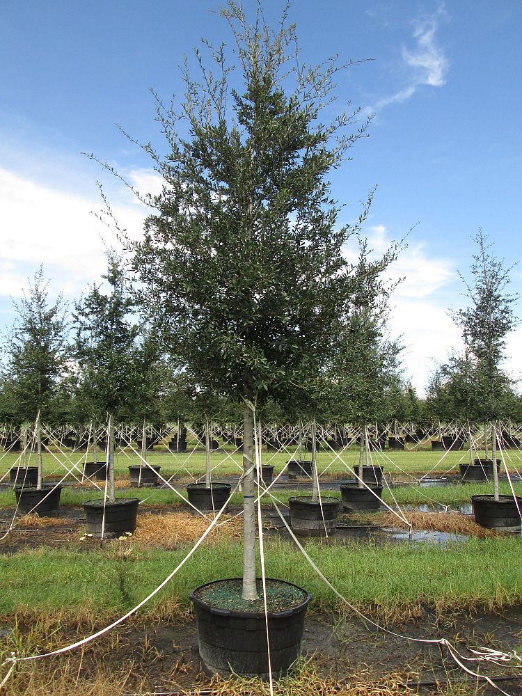 quercus-virginiana-live-oak-southern-oak-tree