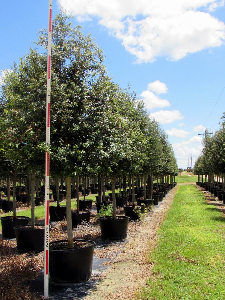 quercus-virginiana-live-oak-southern-oak-tree