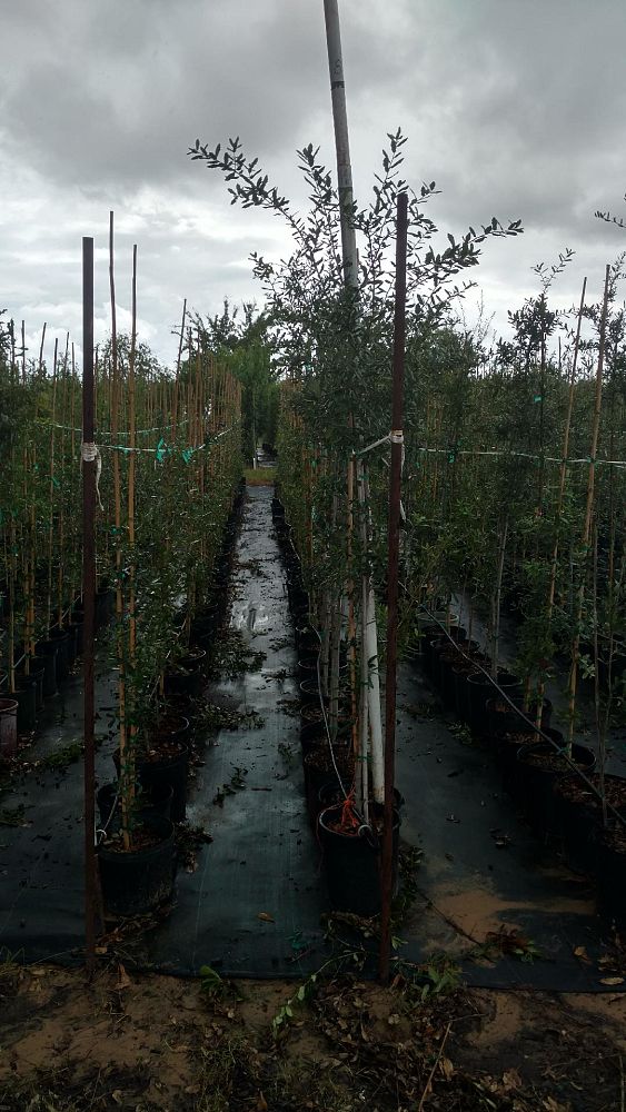 quercus-virginiana-live-oak-southern-oak-tree
