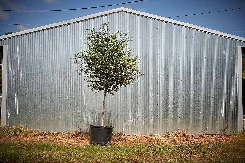 quercus-virginiana-live-oak-southern-oak-tree