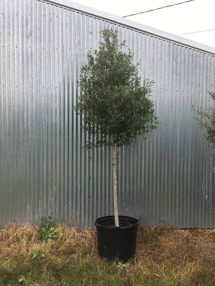 quercus-virginiana-live-oak-southern-oak-tree