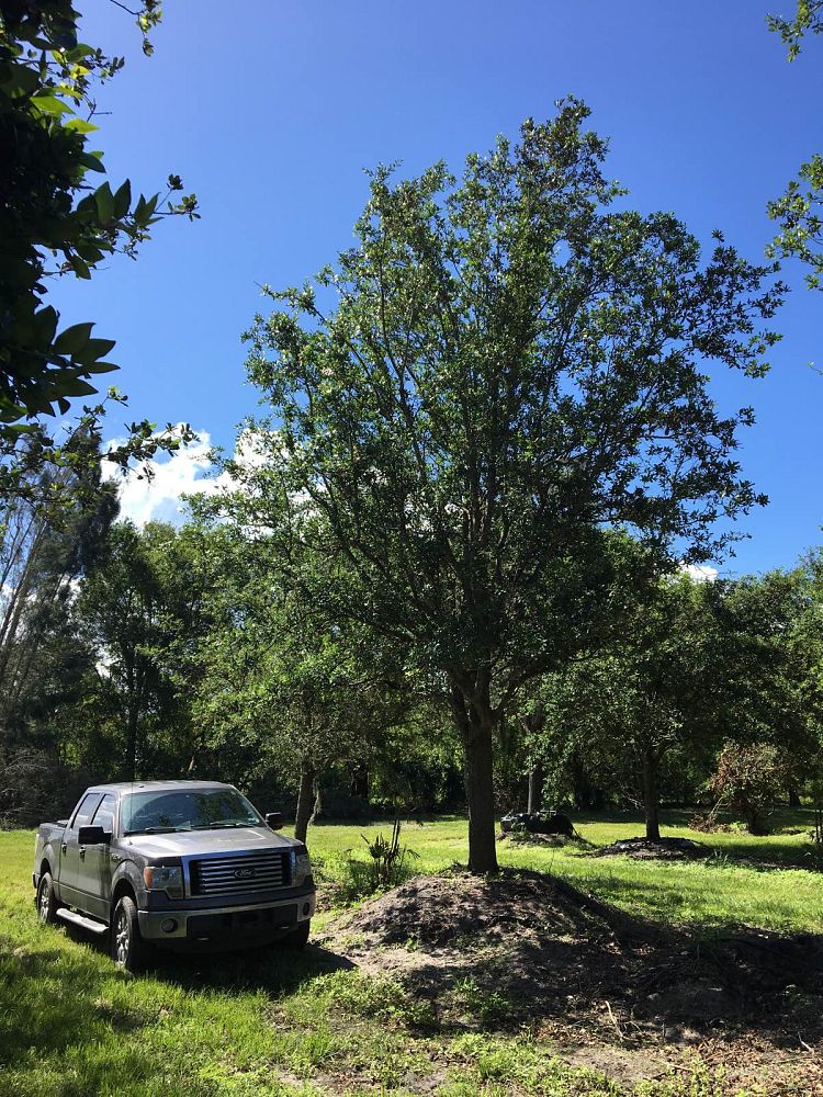 quercus-virginiana-live-oak-southern-oak-tree