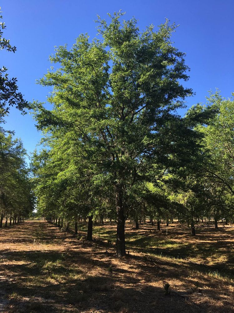 quercus-virginiana-live-oak-southern-oak-tree
