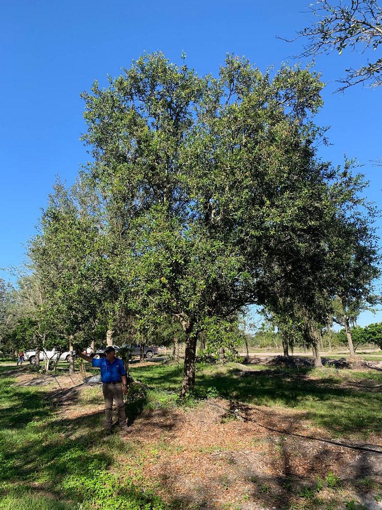 quercus-virginiana-live-oak-southern-oak-tree