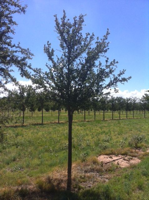 quercus-virginiana-live-oak-southern-oak-tree