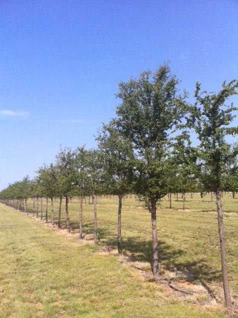 quercus-virginiana-live-oak-southern-oak-tree
