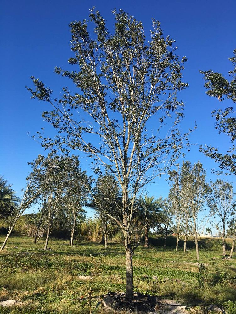 quercus-virginiana-live-oak-southern-oak-tree