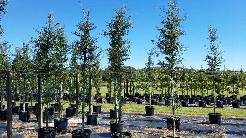 quercus-virginiana-live-oak-southern-oak-tree
