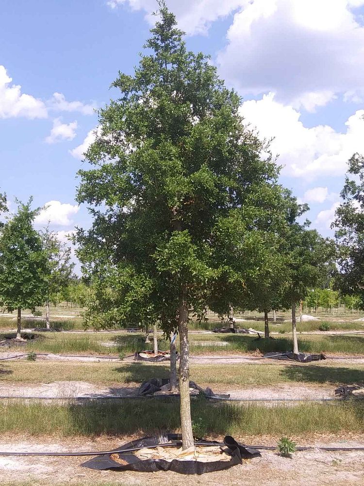 quercus-virginiana-live-oak-southern-oak-tree