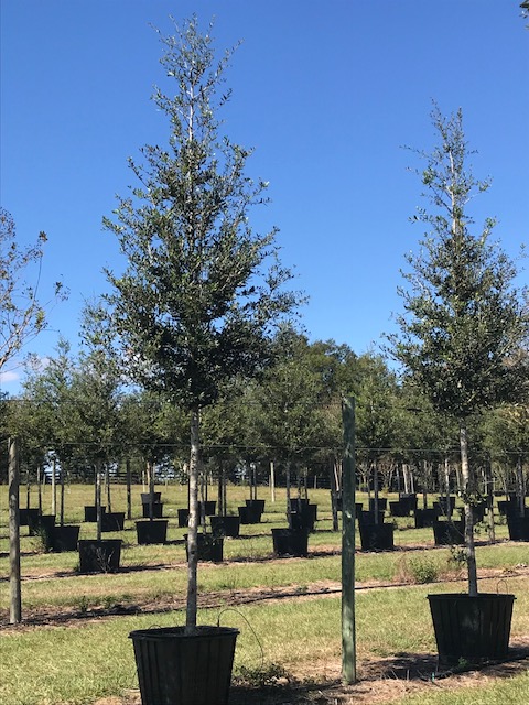 quercus-virginiana-live-oak-southern-oak-tree