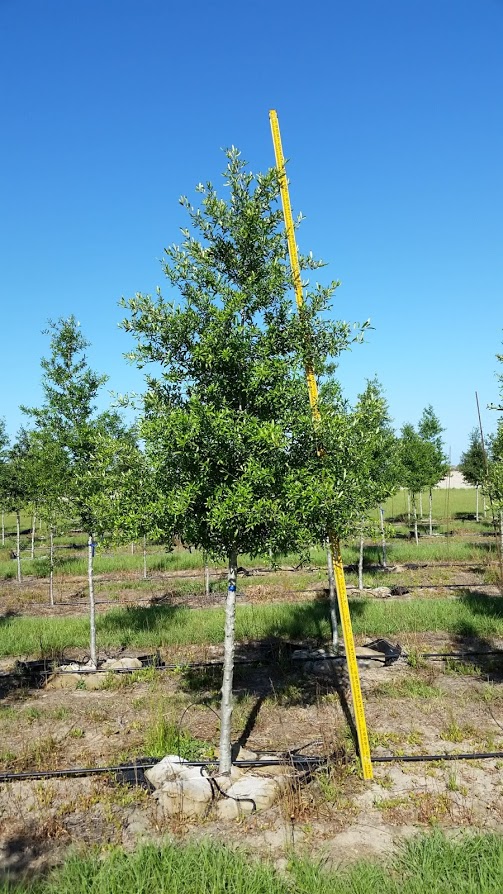 quercus-virginiana-live-oak-southern-oak-tree