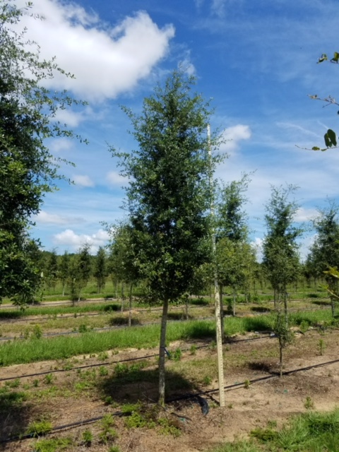 quercus-virginiana-live-oak-southern-oak-tree