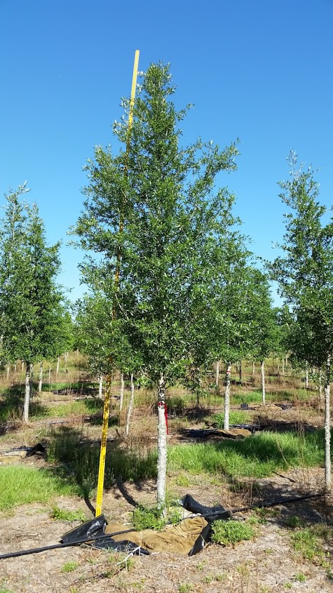 quercus-virginiana-live-oak-southern-oak-tree