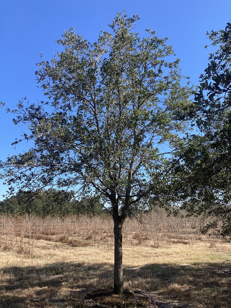 quercus-virginiana-live-oak-southern-oak-tree