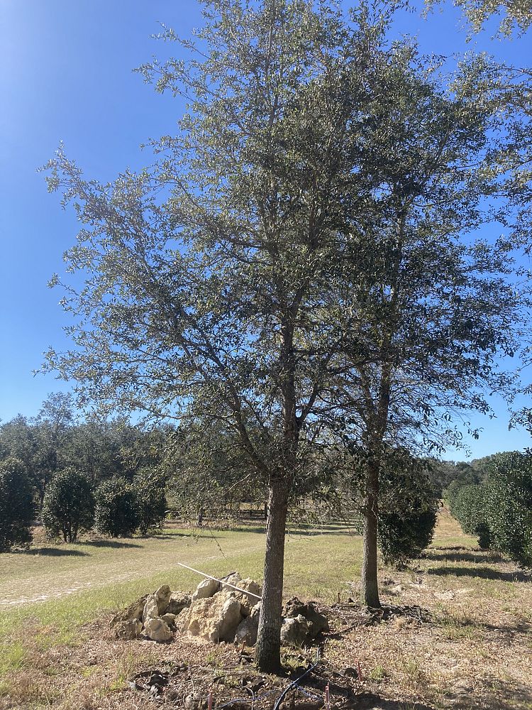quercus-virginiana-live-oak-southern-oak-tree