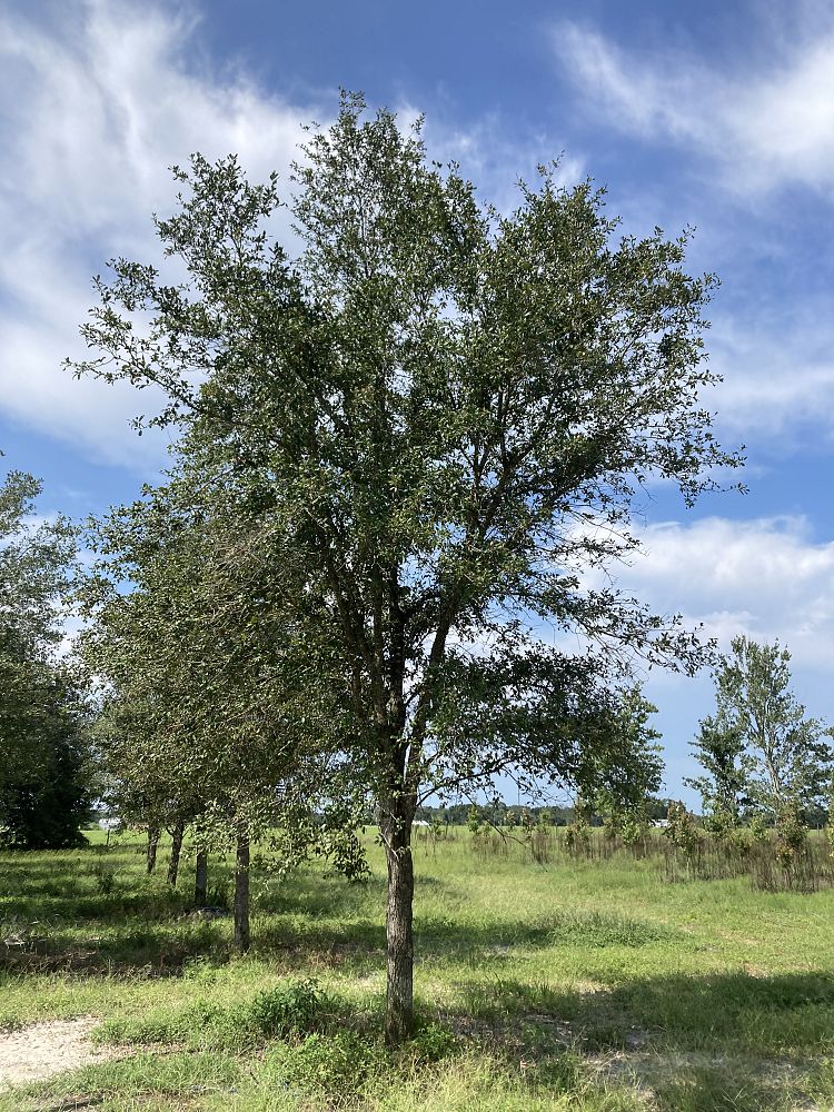 quercus-virginiana-live-oak-southern-oak-tree