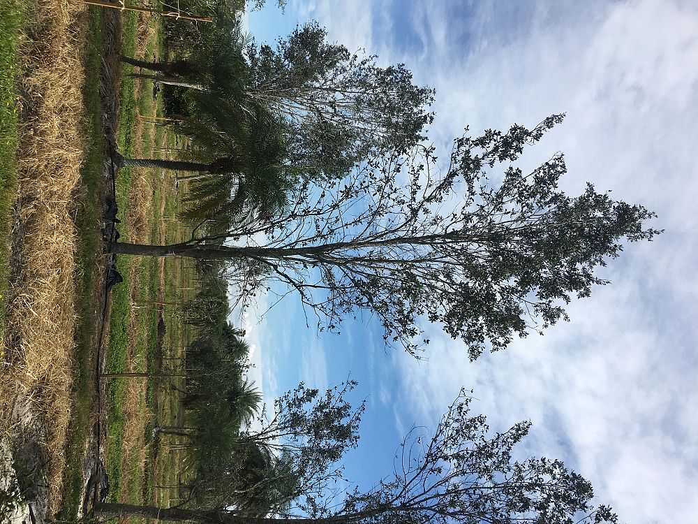 quercus-virginiana-live-oak-southern-oak-tree