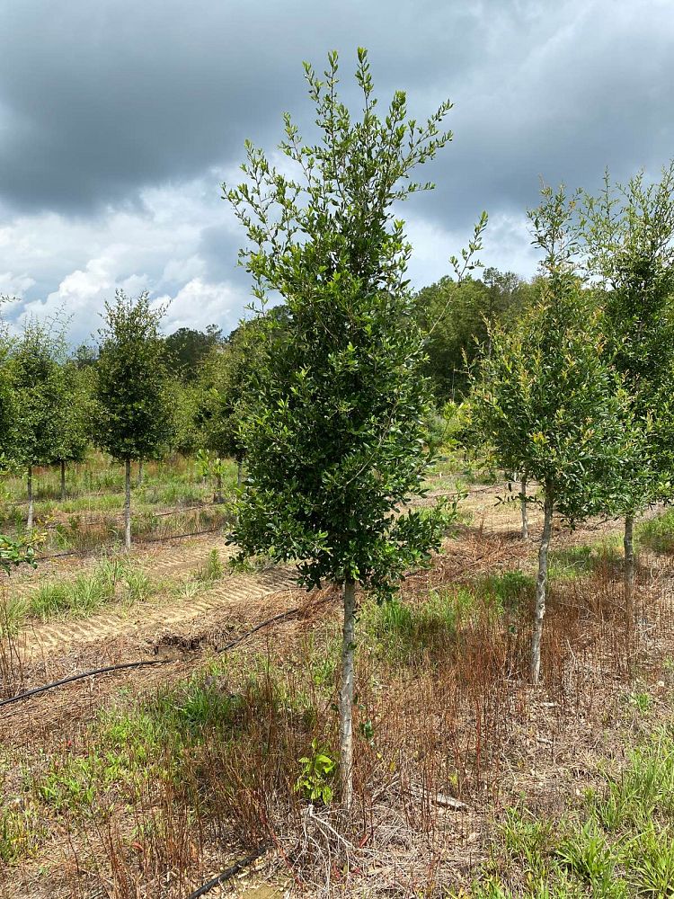 quercus-virginiana-live-oak-southern-oak-tree