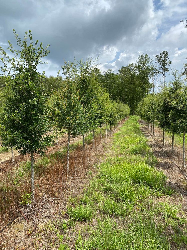 quercus-virginiana-live-oak-southern-oak-tree