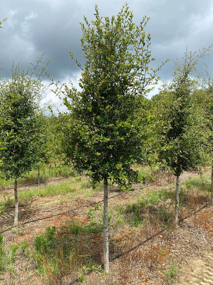 quercus-virginiana-live-oak-southern-oak-tree