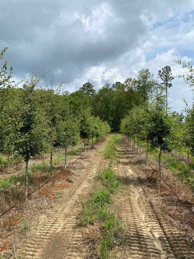 quercus-virginiana-live-oak-southern-oak-tree