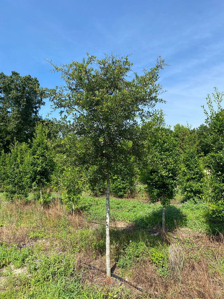 quercus-virginiana-live-oak-southern-oak-tree