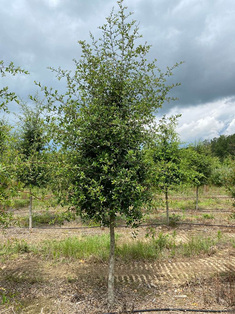 quercus-virginiana-live-oak-southern-oak-tree