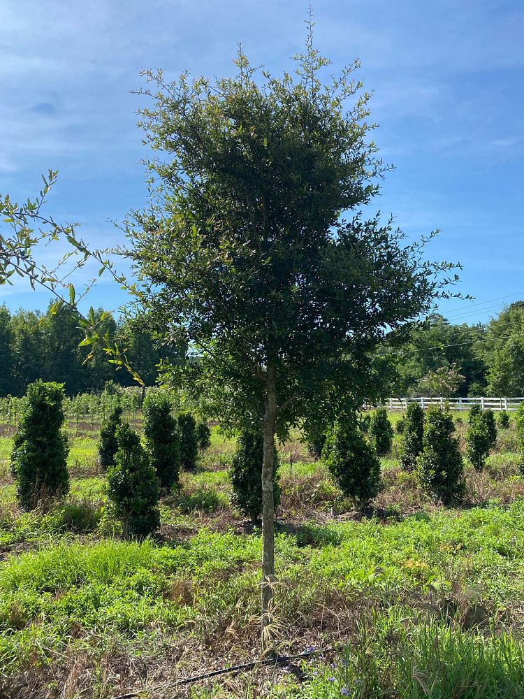 quercus-virginiana-live-oak-southern-oak-tree