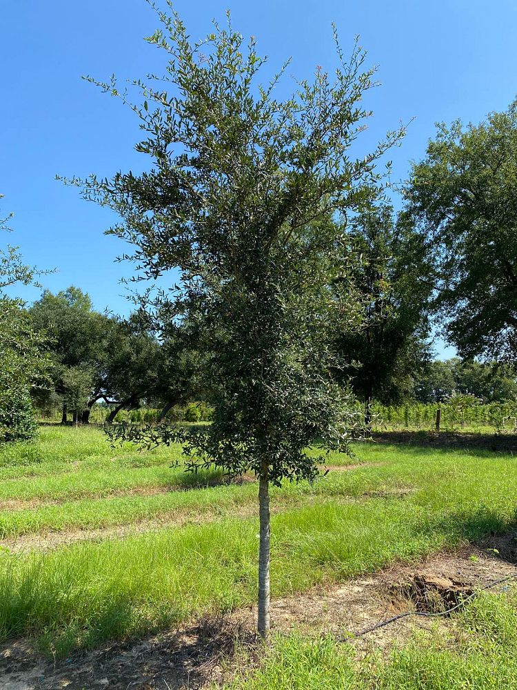 quercus-virginiana-live-oak-southern-oak-tree