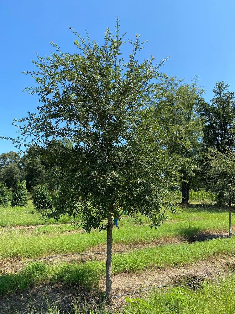 quercus-virginiana-live-oak-southern-oak-tree