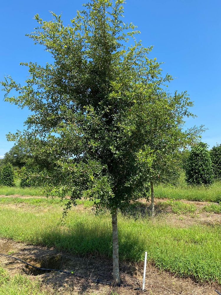 quercus-virginiana-live-oak-southern-oak-tree