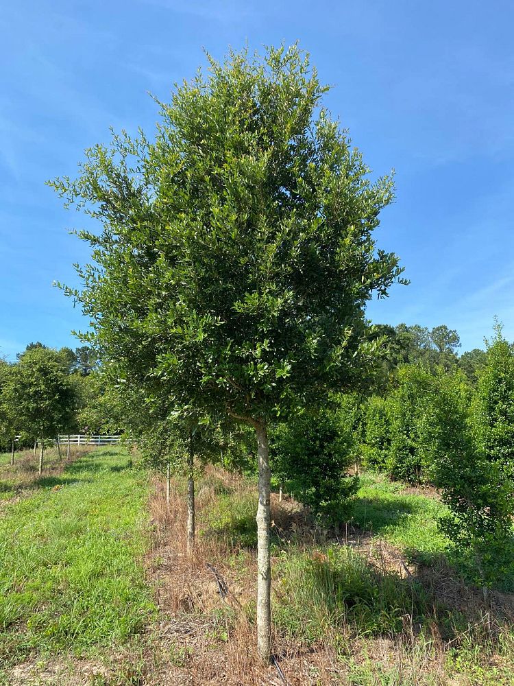 quercus-virginiana-live-oak-southern-oak-tree