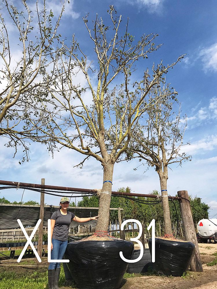 quercus-virginiana-live-oak-southern-oak-tree