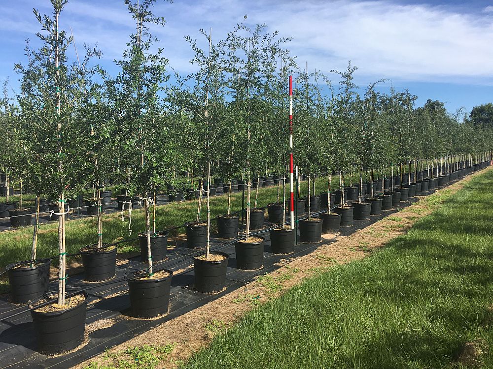 quercus-virginiana-live-oak-southern-oak-tree