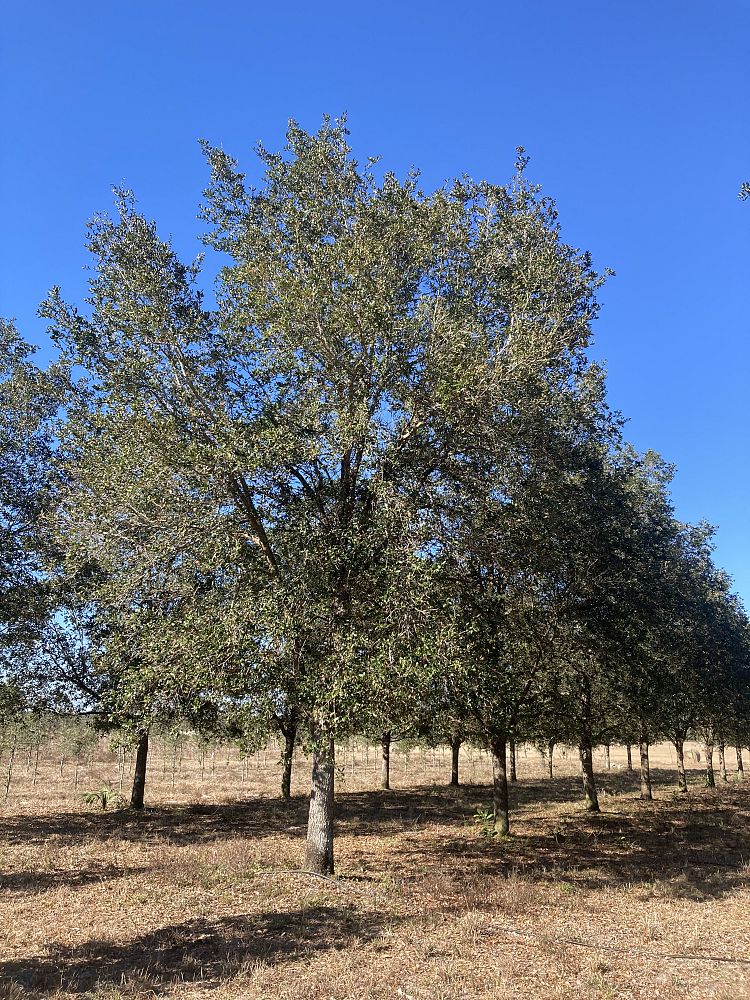 quercus-virginiana-live-oak-southern-oak-tree