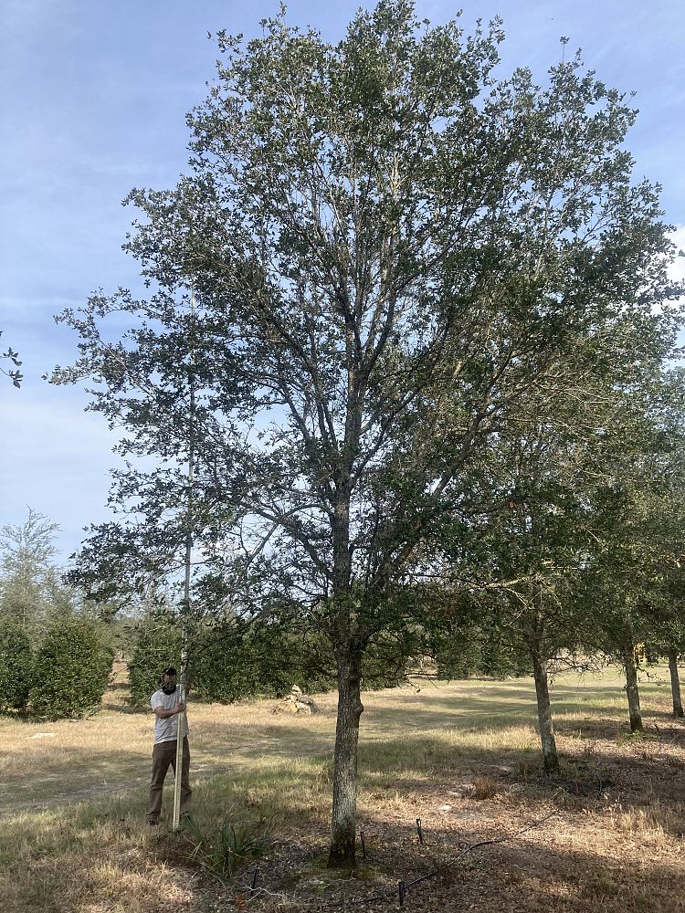 quercus-virginiana-live-oak-southern-oak-tree