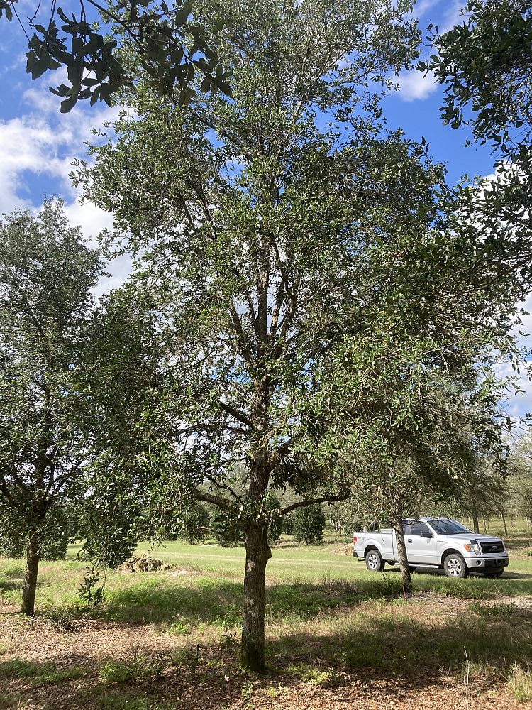 quercus-virginiana-live-oak-southern-oak-tree