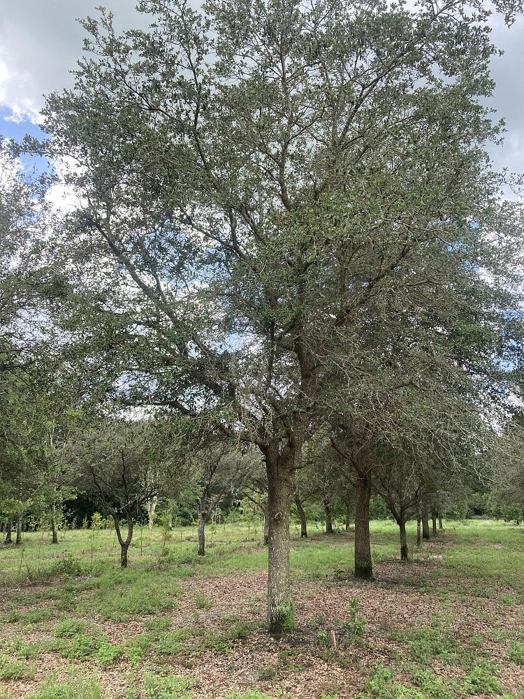 quercus-virginiana-live-oak-southern-oak-tree