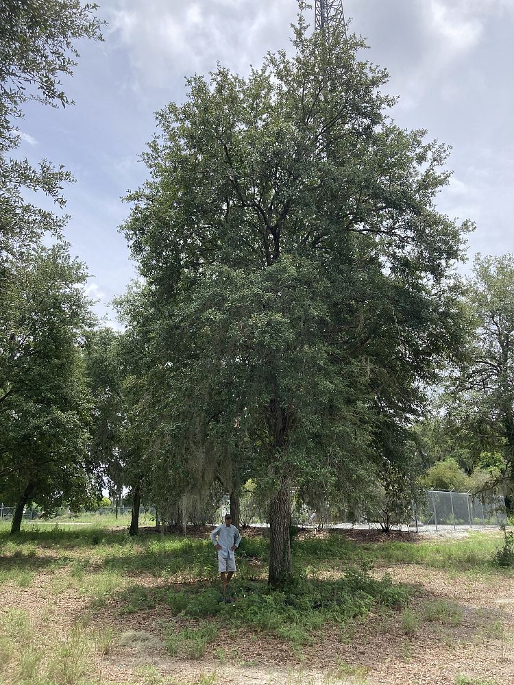 quercus-virginiana-live-oak-southern-oak-tree