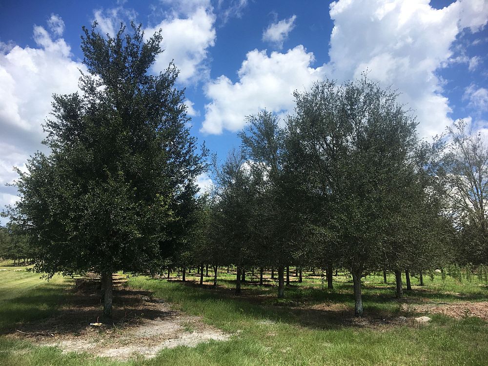 quercus-virginiana-live-oak-southern-oak-tree