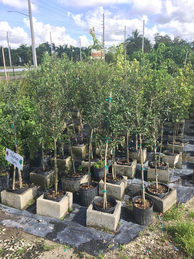 quercus-virginiana-live-oak-southern-oak-tree