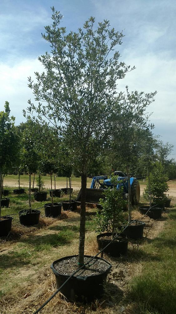 quercus-virginiana-live-oak-southern-oak-tree
