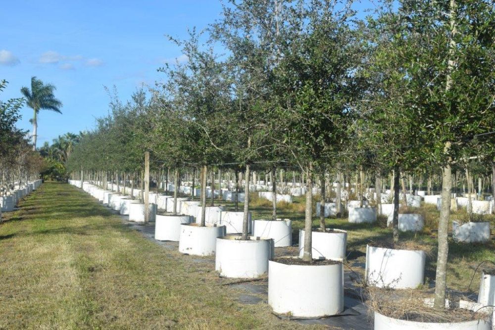 quercus-virginiana-live-oak-southern-oak-tree
