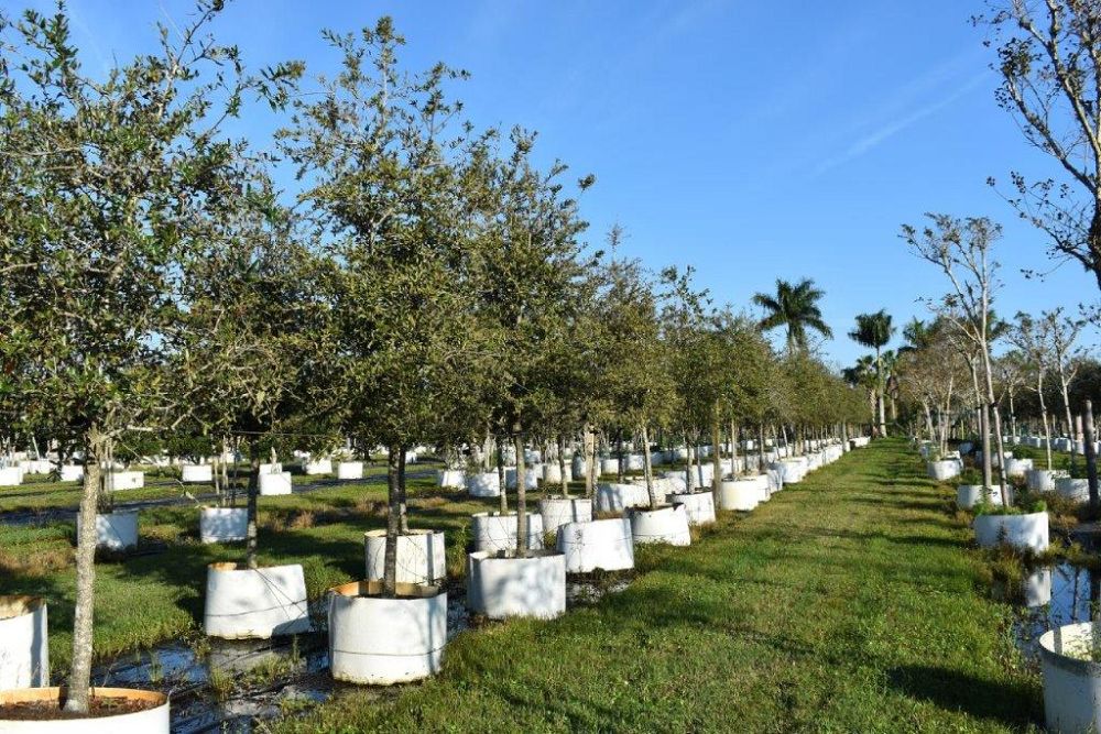 quercus-virginiana-live-oak-southern-oak-tree